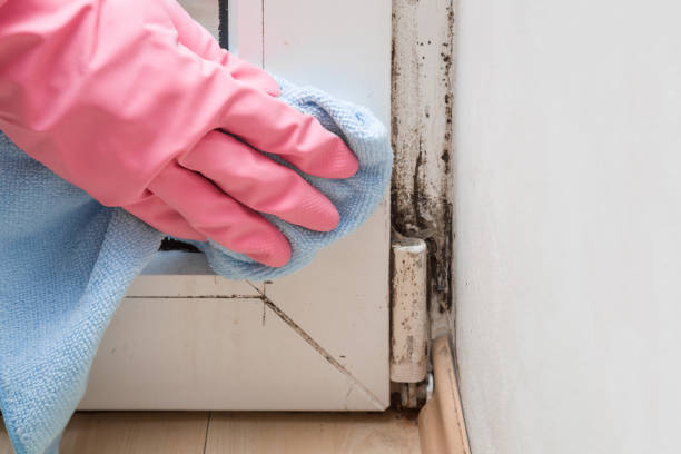 Best Attic Mold Removal  in Wyndmoor, PA