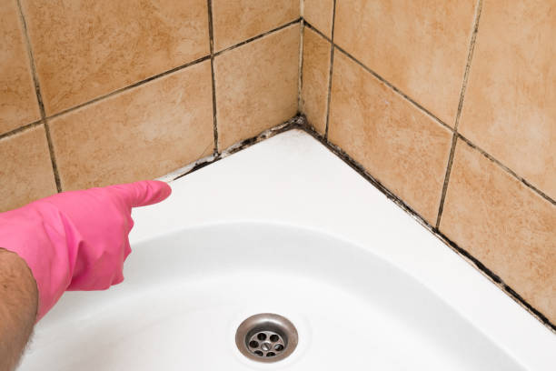 Best Local Mold Removal Service  in Wyndmoor, PA